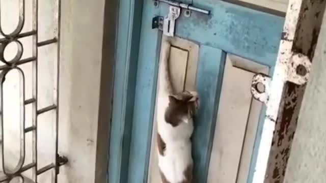 Clever Cute Cat Knocking The Door😻🐈😸..!!