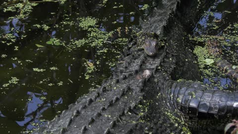 Alligator female with her babies