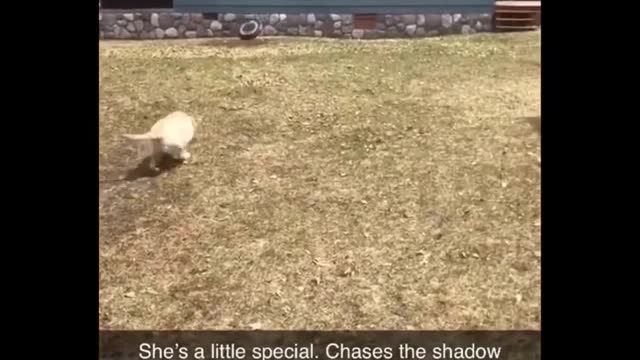 Funniest Animals Ever - Animals do the silliest things