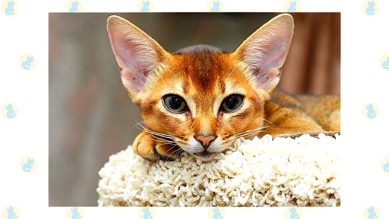 Toyger Cat VS. Abyssinian Cat