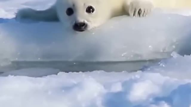 Two seals are cute. Are they husband and wife