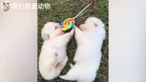 Cute little milk dog