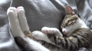 I Purr and Stretch My Toes