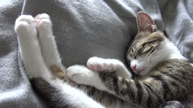 I Purr and Stretch My Toes