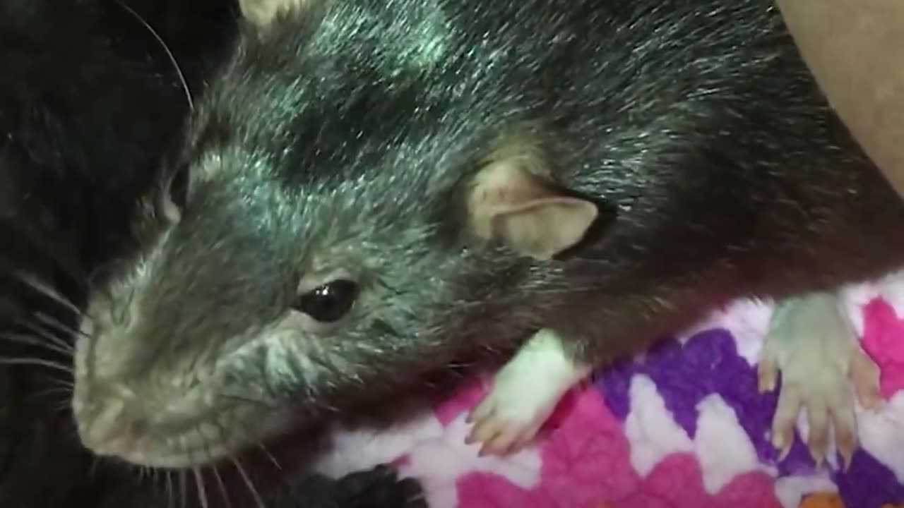 Rats Take Care of Rescue Kittens | The Dodo