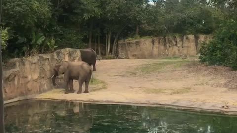 Safari - Animal Kingdom