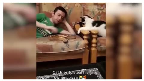 cat try to take A slice of pizza wait till you see what happens#cute cats#funnypets#pet