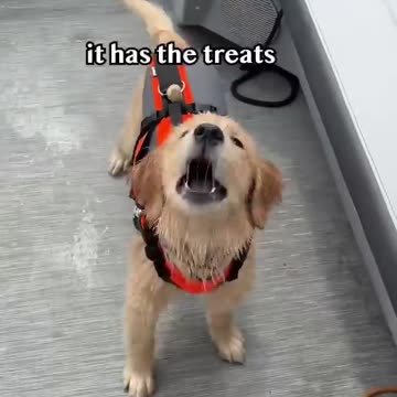 Puppy learns to jump into lake #goldenretriever #dog