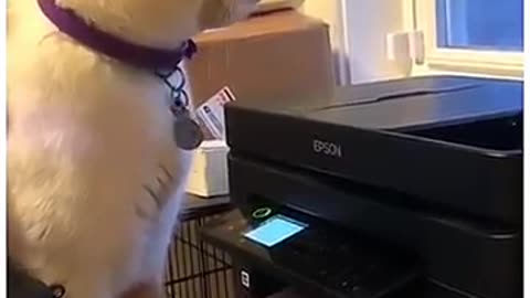 Funny Dogs And Cats Videos 2024 😅 - Best Funniest Animal Videos