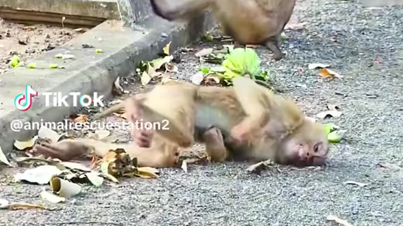 monkey