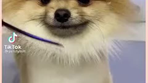ooo so cute puppy || cutest puppy haircut