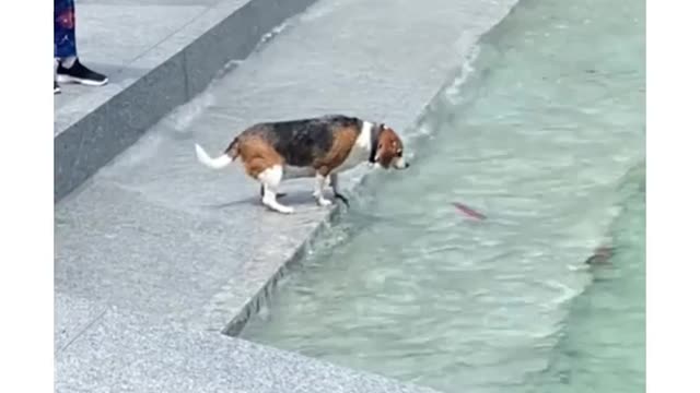 Funny Animals video part3