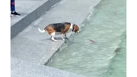 Funny Animals video part3