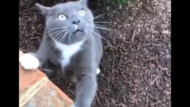 Funniest Cats 😹 - Don't try to hold back Laughter 😂 - Funny Cats Life