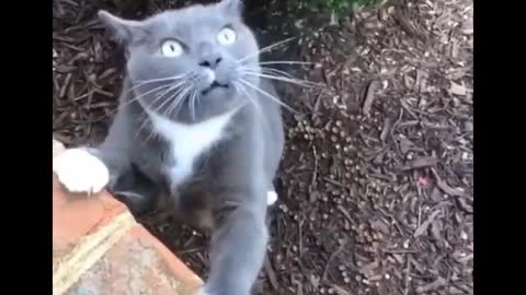 Funniest Cats 😹 - Don't try to hold back Laughter 😂 - Funny Cats Life