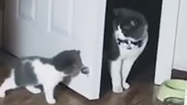 Crazy cats video😺