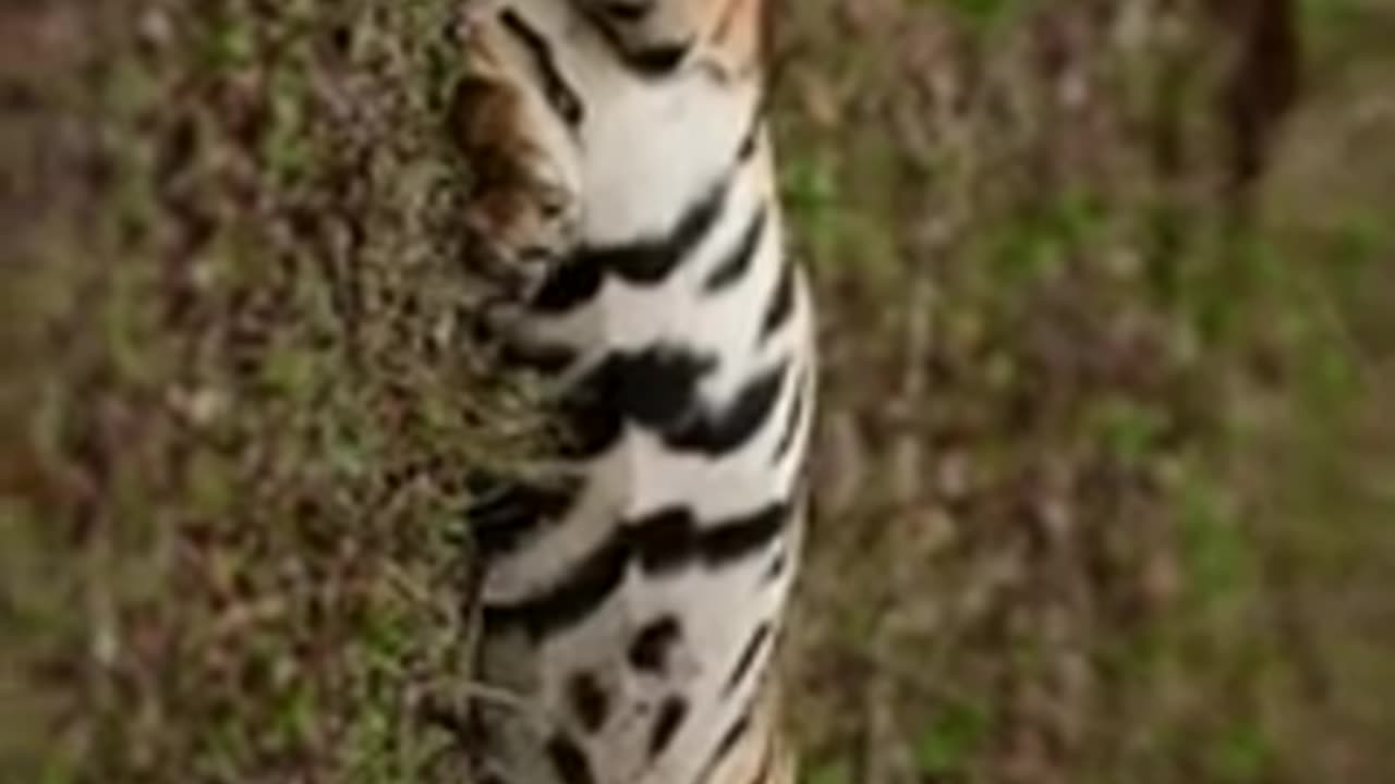 Close encounter with young tiger cub handsome tiger #shorts #youtubeshorts