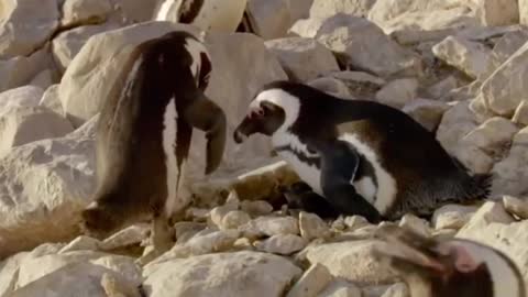 Father penguin greets his babies for the first time