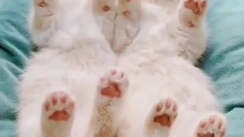 Baby Cats Cute Funny Videos Compilation #3 #shorts