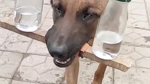Amazing dog