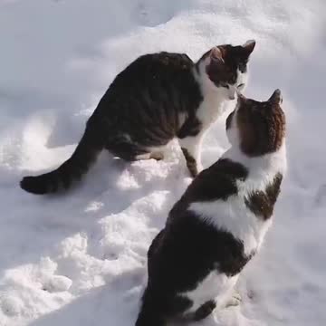 Cats Fight In The Snow