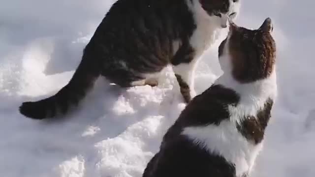 Cats Fight In The Snow