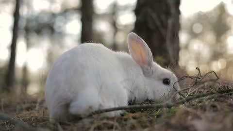 White rabbit in a summer forest