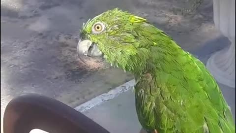 A cute parrot recite Holy Quran fluently