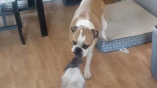 Funny bigger shihtzu and big dog
