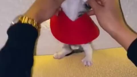 Cat in Skirt