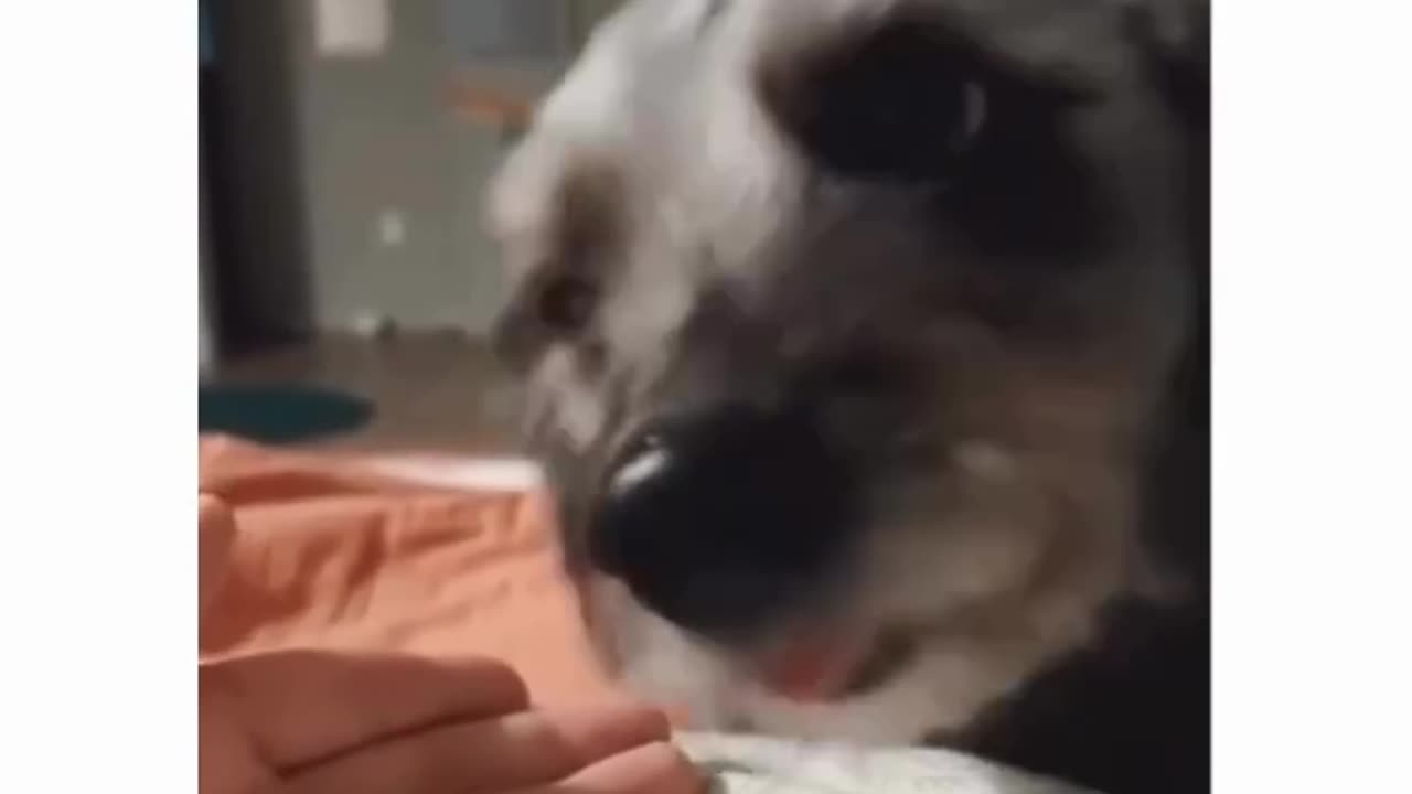 Auuuuuuu!