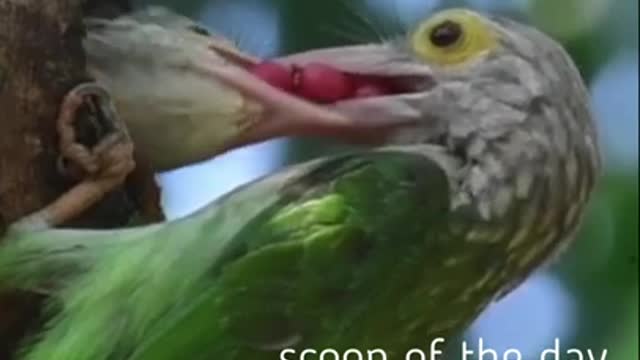 Mother Feeds Baby Bird In The Nest Barbet Bird