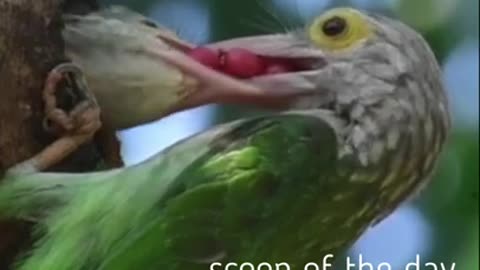 Mother Feeds Baby Bird In The Nest Barbet Bird