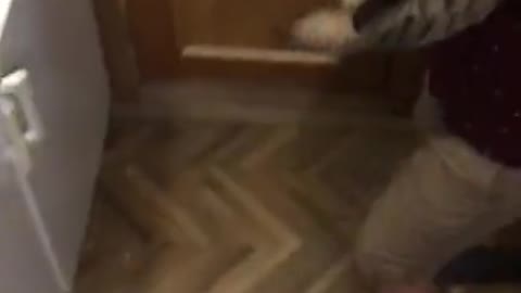 Hungry Cat