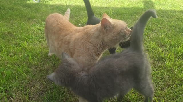 Cat playing around the grass