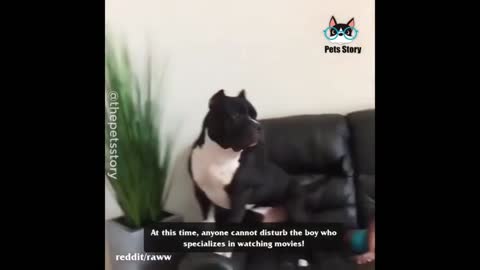 Sweet dog watches dog cartoon with his master's child like friends