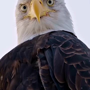 BALD EAGLE USA | HQ
