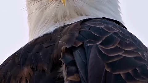 BALD EAGLE USA | HQ