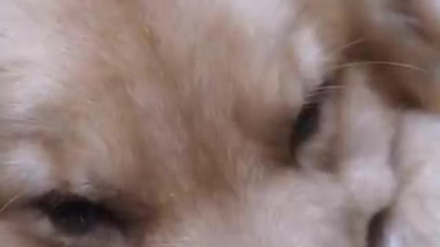 Sometime Dog More Loyal Than Human