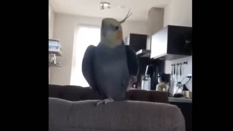 Tty not to laugh 😁 Funny Parrots Videos Compilation cute moment of the animals 2021