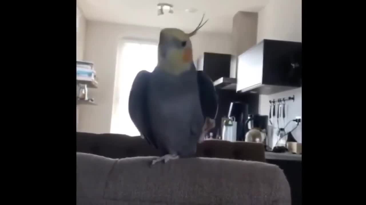 Tty not to laugh 😁 Funny Parrots Videos Compilation cute moment of the animals 2021