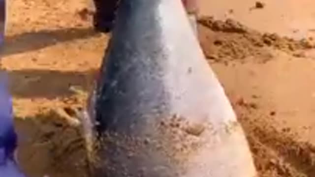 WoW! Catching Seafood Videos (Fish, Crab, Octopus. ) TAmazing Fishing.