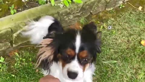 Newfie and cavalier have cutest training sessions