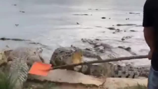 An imperturbable Chinese man knocks on crocodiles with a shovel.