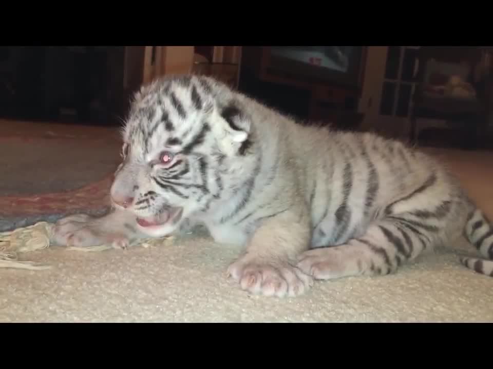 Tiger Cub and Lion Cub Trying to Roar