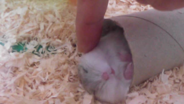 Sleeping cute hamster