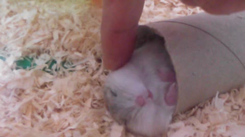 Sleeping cute hamster