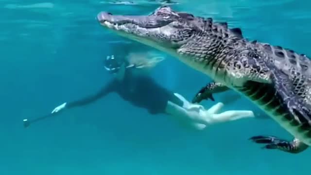 Swim with crocodiles