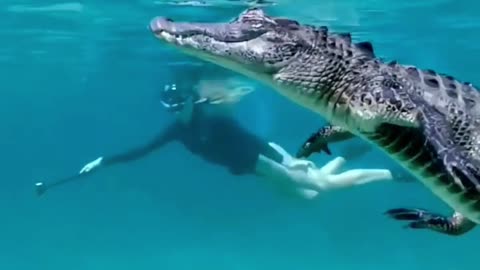 Swim with crocodiles