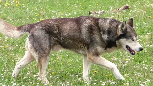 Husky dog with beautiful fur.